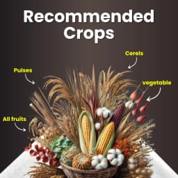 Katyayani VAM-G Vesicular Arbuscular Mycorrhiza Bio Fertilizer, Boosts Root Growth, And Improves Soil Health 5