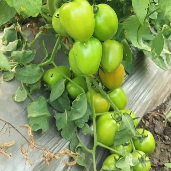 Sagar SARTHAK F1 Hybrid Tomato Seeds, Uniform Shape And Early Maturity, High Yield Potential - Image 2
