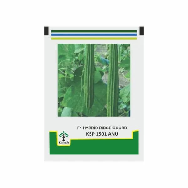 Kalash Ridge Gourd KSP 1501 Anu F1 Hybrid Seeds, Early and High Yielding Variety
