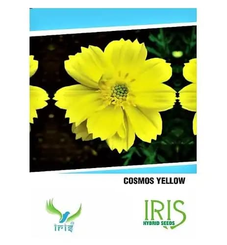 Iris Hybrid Cosmos Yellow Flower Seeds , Perfect For Gardening, Annual Flower. - Image 1