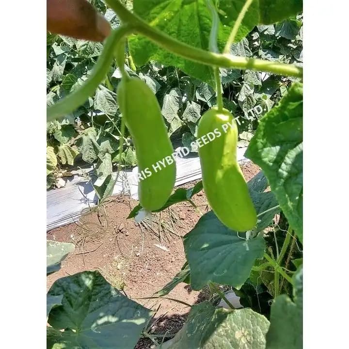 Iris IHS-035 F1 Hybrid Cucumber Seeds, High Yield, Fast Growing, Heat Tolerant Variety - Image 3