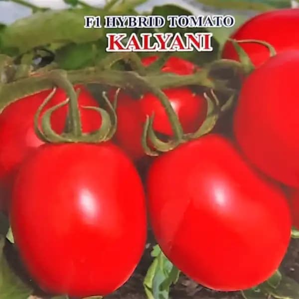 Iris Kalyani F1 Hybrid Tomato Seeds, Oval Shape, Firm And Early With TYLCV Resistance - Image 2