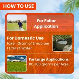 EBS Emaan Emamectin Benzoate 5% SG Insecticide, Controls Fruit And Shoot Borer Thrips, Mites. 4