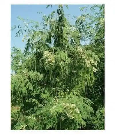 SK ORGANIC ODC3 Moringa Seeds, High Yielding Moringa Variety Seeds 100% Authentic - Image 6