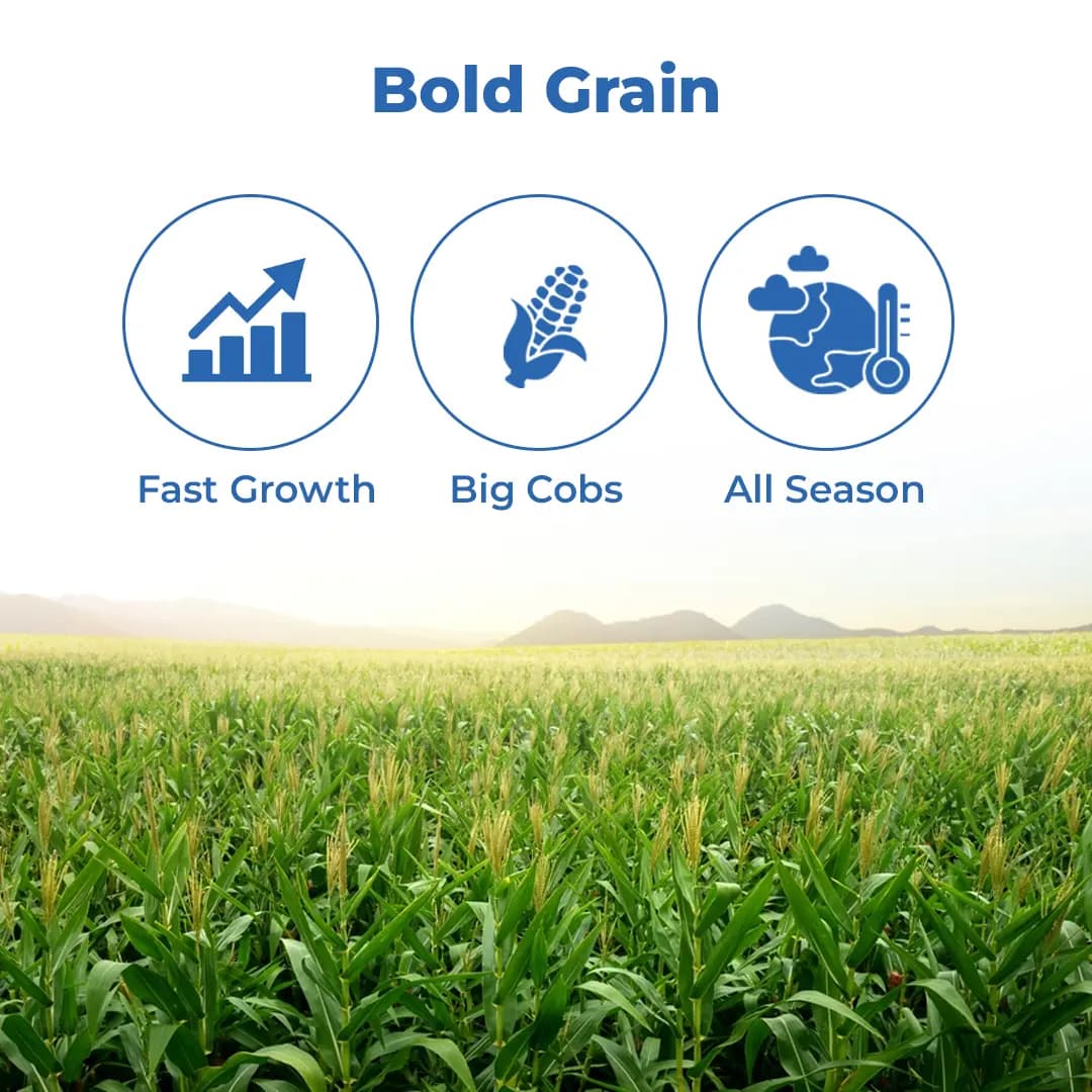 C.P. 999 Makka (Maize) Seeds - Image 3