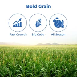 Maize Seeds 999 Hybrid - CP Seeds, Makka Ke Beej, High Yeilding, Deep Kernels, Best Quality Makka 3