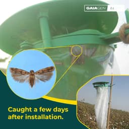 Gaiagen Pheromone Lure for Pink Bollworm (Pectinophora Gossypiella) And Insect Funnel Trap, IMO Certified. 1