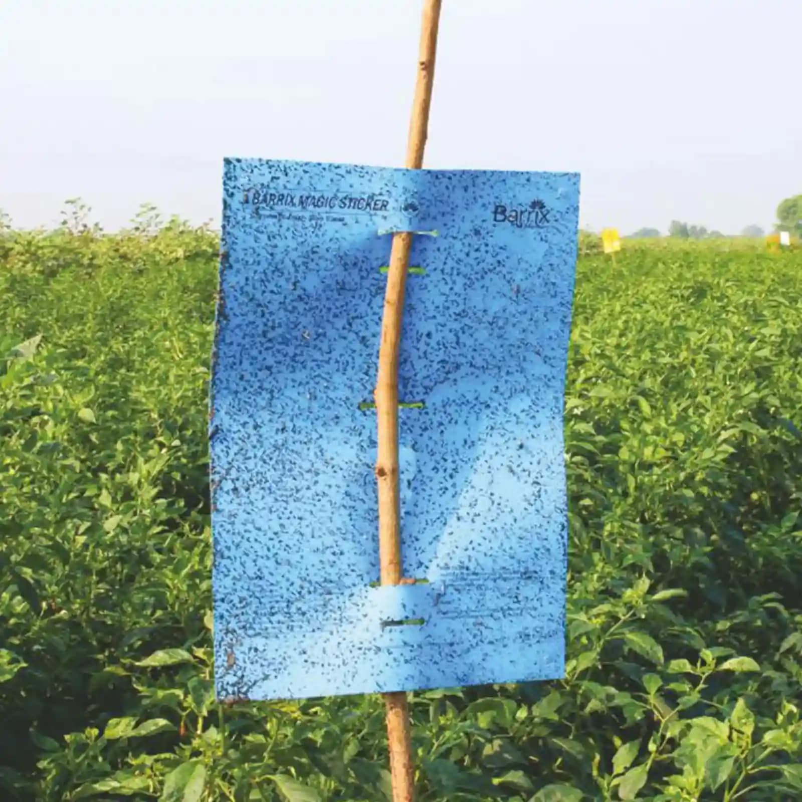 Barrix Magic Sticker - Blue Sheet, Double Side Gumming, Effective In Mass Trapping. - Image 6