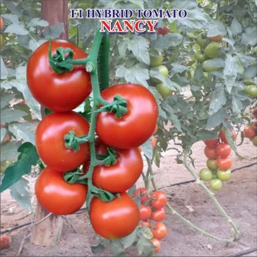 Iris Nancy F1 Hybrid Tomato Seeds, Flat Round, High Yield, TYLCV And Bacterial Wilt Tolerant - Image 2