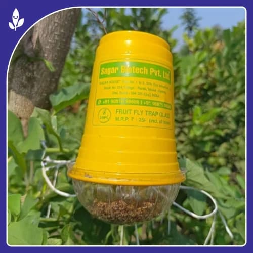 सागर फ्रूट फ्लाई ट्रैप ग्लास, बैक्टोसेरा कुकुरबिटे ल्यूर, प्रभावी खरबूजा और फल मक्खी नियंत्रण - Image 7