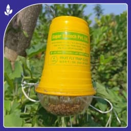 Sagar Fruit Fly Trap Glass, Bactocera Cucurbitae Lure, Effective Melon & Fruit Fly Control 3