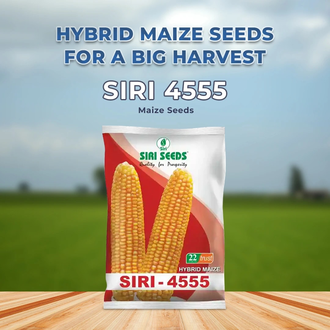 सिरी सीड्स 4555 मक्का के बीज