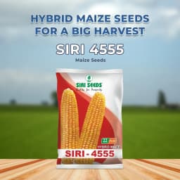 Siri Seed 4555 F1 Hybrid Maize Seed, High Shelling % And Good Grain Weight 2
