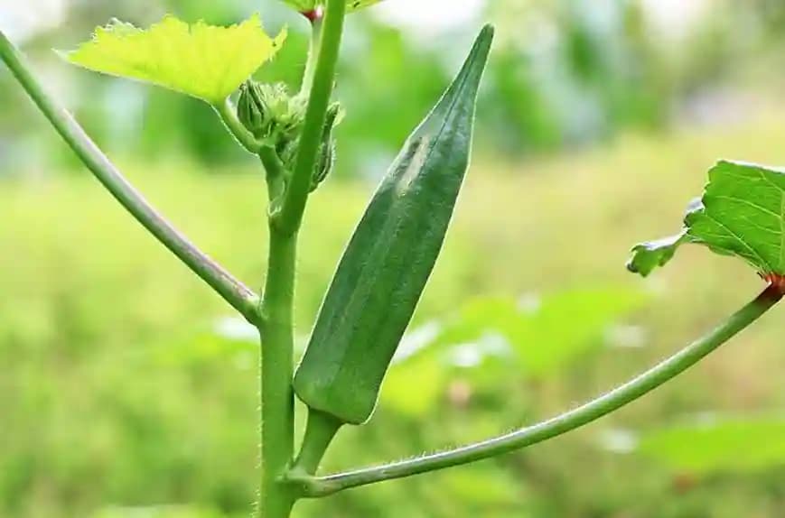 Jivit F1 Hybrid Bhindi JS 100 Seeds, Suitable For Summer And Monsoon Sowing