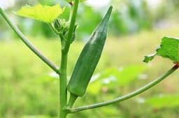 Jivit F1 Hybrid Bhindi JS 100 Seeds, Suitable For Summer And Monsoon Sowing 1