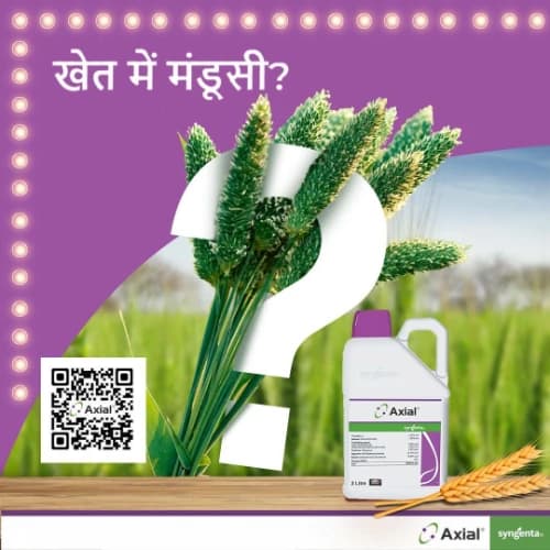 Syngenta Axial Pinoxaden 5.1% EC Herbicide, Fast Post Emergence Control Of Phalaris Minor - Image 4