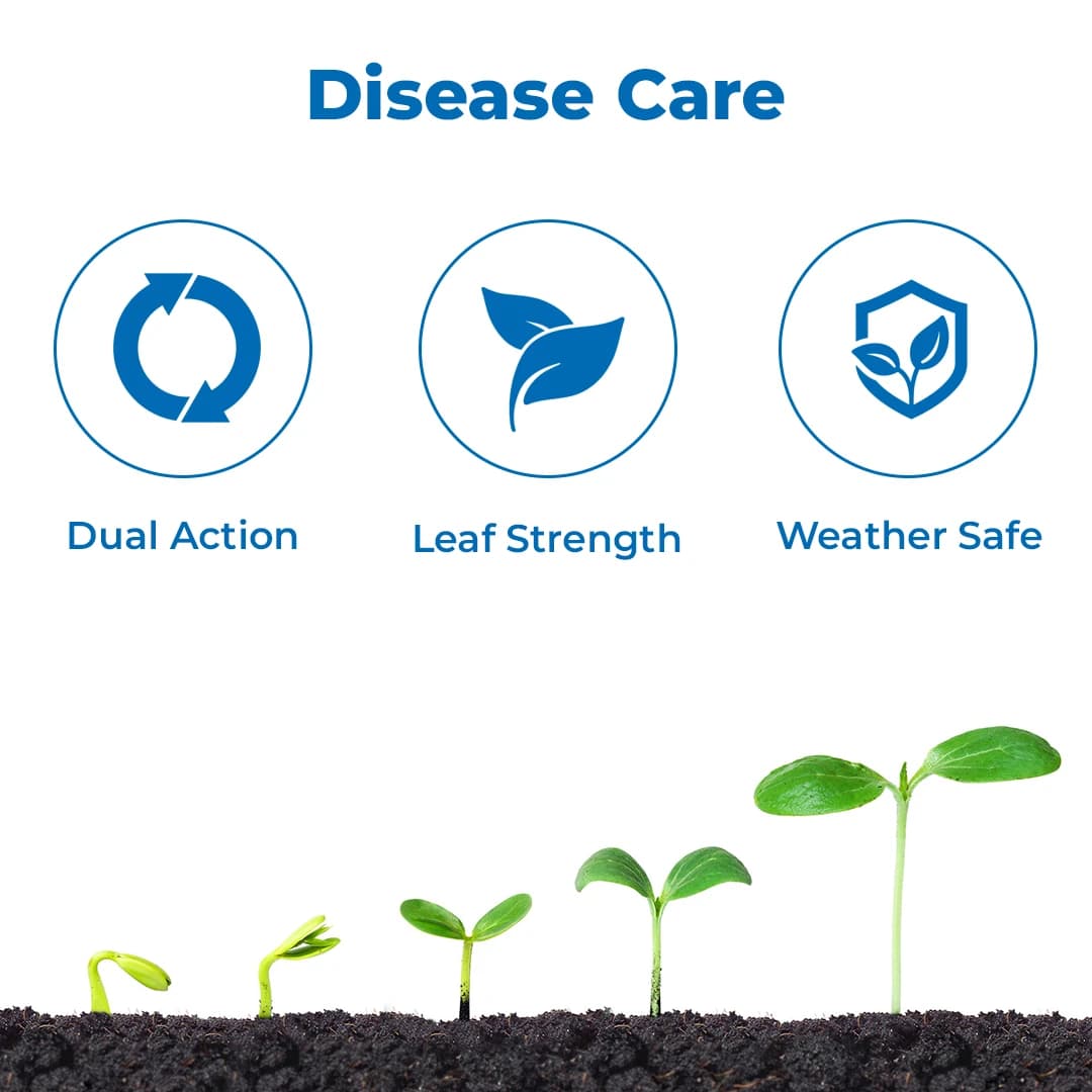 Exylon Tornex Fungicide - Tebuconazole 10% + Sulphur 65% WG - Image 3