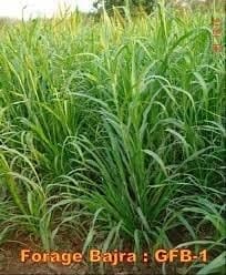 Sri Sai Forestry Bajra Napier Hybrid Grass Seeds, Multi Cut Grass Seed and Animal Fodder 5