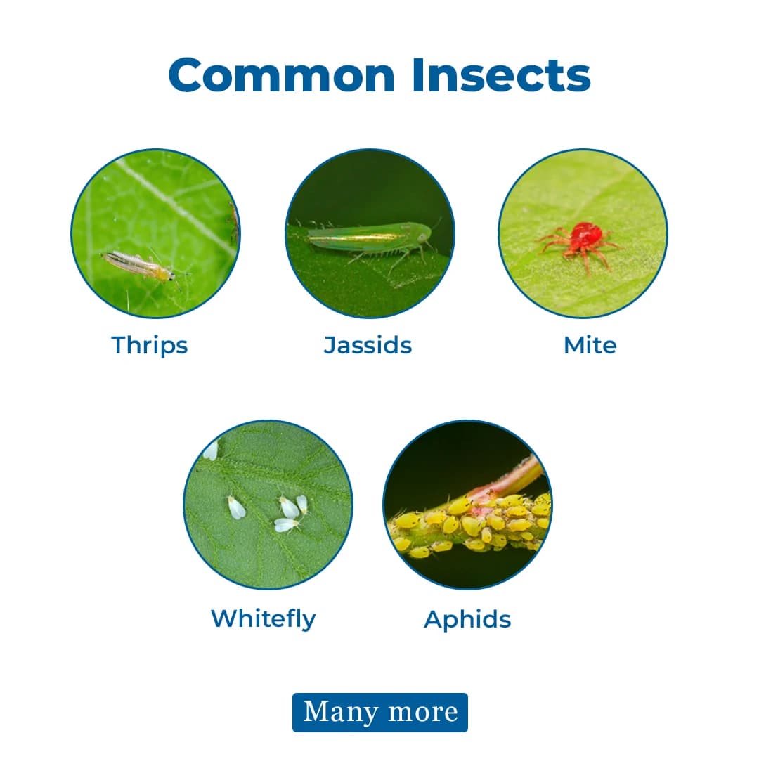 Adama Agas Diafenthiuron 50% WP Insecticides, It is Selective to Beneficial Insects & Predatory Mites. - Image 3