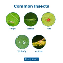 Adama Agas Diafenthiuron 50% WP Insecticides, It is Selective to Beneficial Insects & Predatory Mites. 3
