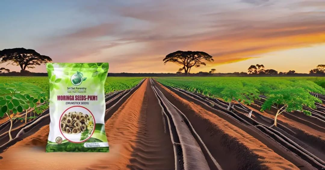 SRI SAI FORESTRY Natural Drumstick Seeds, Moringa Tree Seeds, Miracle Tree Seeds, Horseradish Tree Seed - Image 6