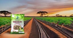 SRI SAI FORESTRY Natural Drumstick Seeds, Moringa Tree Seeds, Miracle Tree Seeds, Horseradish Tree Seed 6