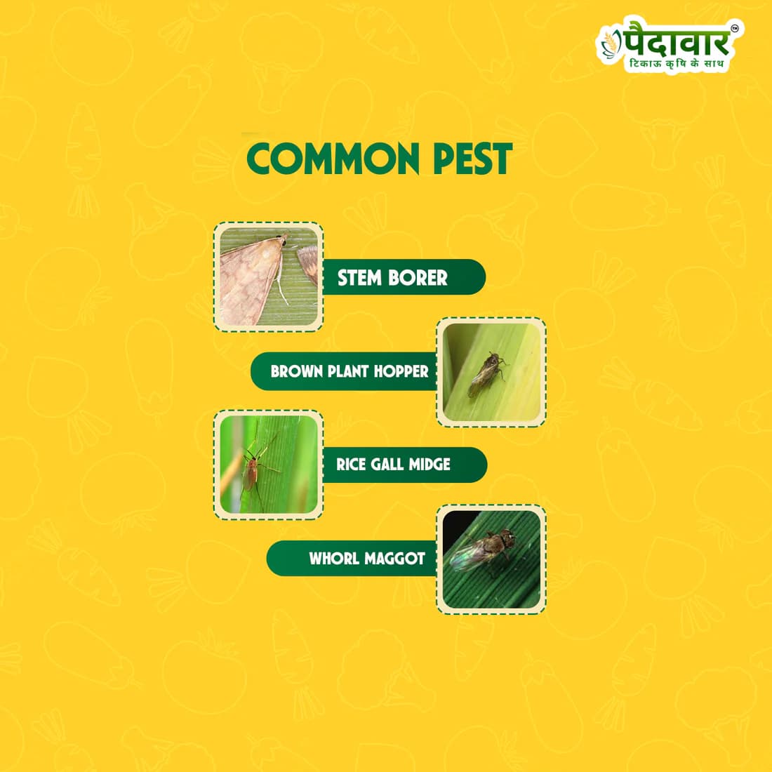 Paidavaar Hunter Fipronil 0.3% GR Granular Insecticide for Soil Pest Control - Image 2