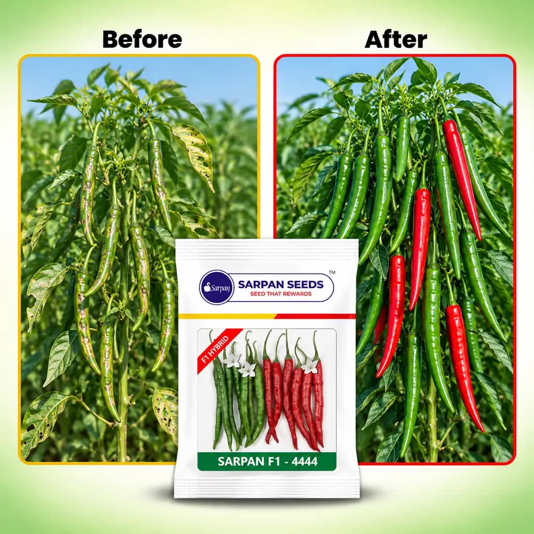 Sarpan Hybrid 4444 Chilli Seeds, Highly Pungent and Dark Green Glossy Fruits. - Image 3