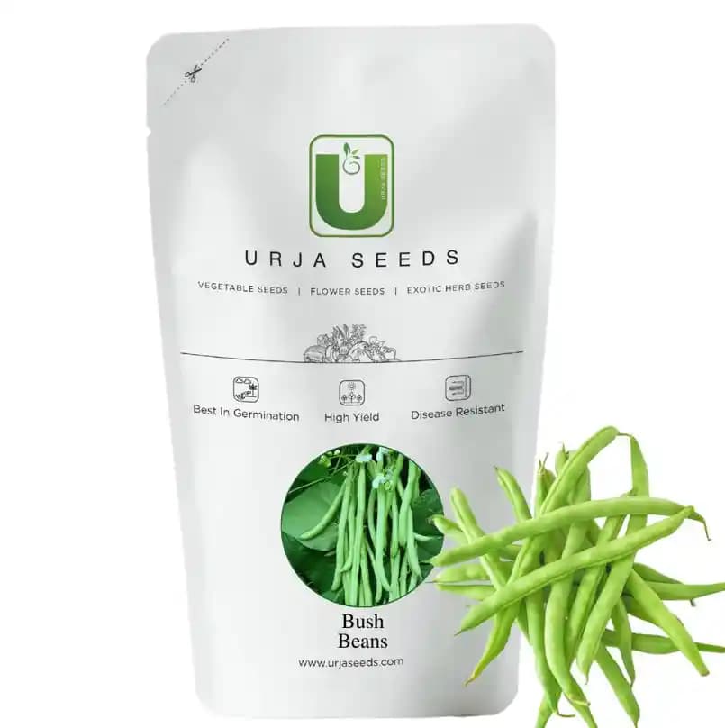 Beans Chanda Bush Beans , Snap Beans, High Yielding Bush Variety, Excellent Quality - Image 1