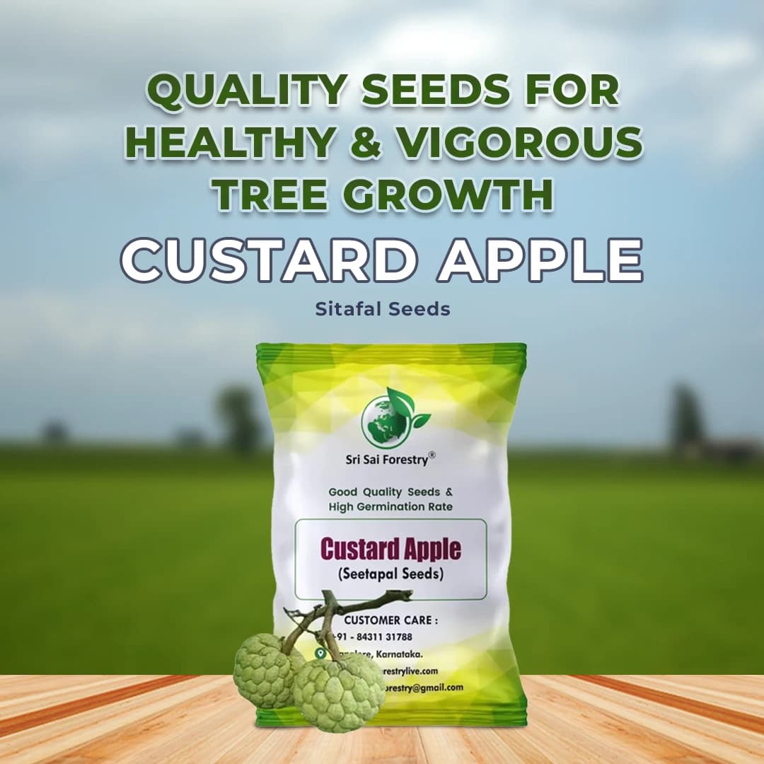 SRI SAI FORESTRY Custard Apple Seeds, Sitafal Ke Beej, Sugar Apple Seeds, Sweetsop Seeds, Annona squamosa Fruit Tree Seeds - Image 2