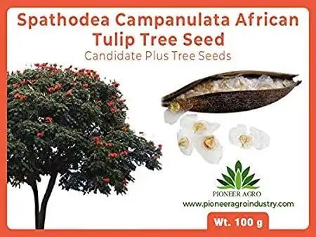 Spathodea Campanulata African Tulip Tree Seed, Great Germination Quality