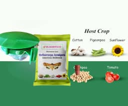 SK Agrotech Helicoverpa armigera (American Bollworm) Pheromone Trap With Lure - Effective Solution For Controlling Green Leaf-Eating Caterpillars 4