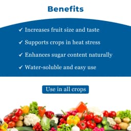 ईबीएस एनपीके 13:00:45 (पोटेशियम नाइट्रेट) पानी में घुलनशील उर्वरक, उपज बढ़ाता है और फसलों की गुणवत्ता में सुधार करता है 4