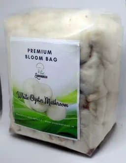 Shroomness Oyster Mushroom Combo, Ready To Fruit Mushroom Block (White, Grey, Yellow, Pink) 1