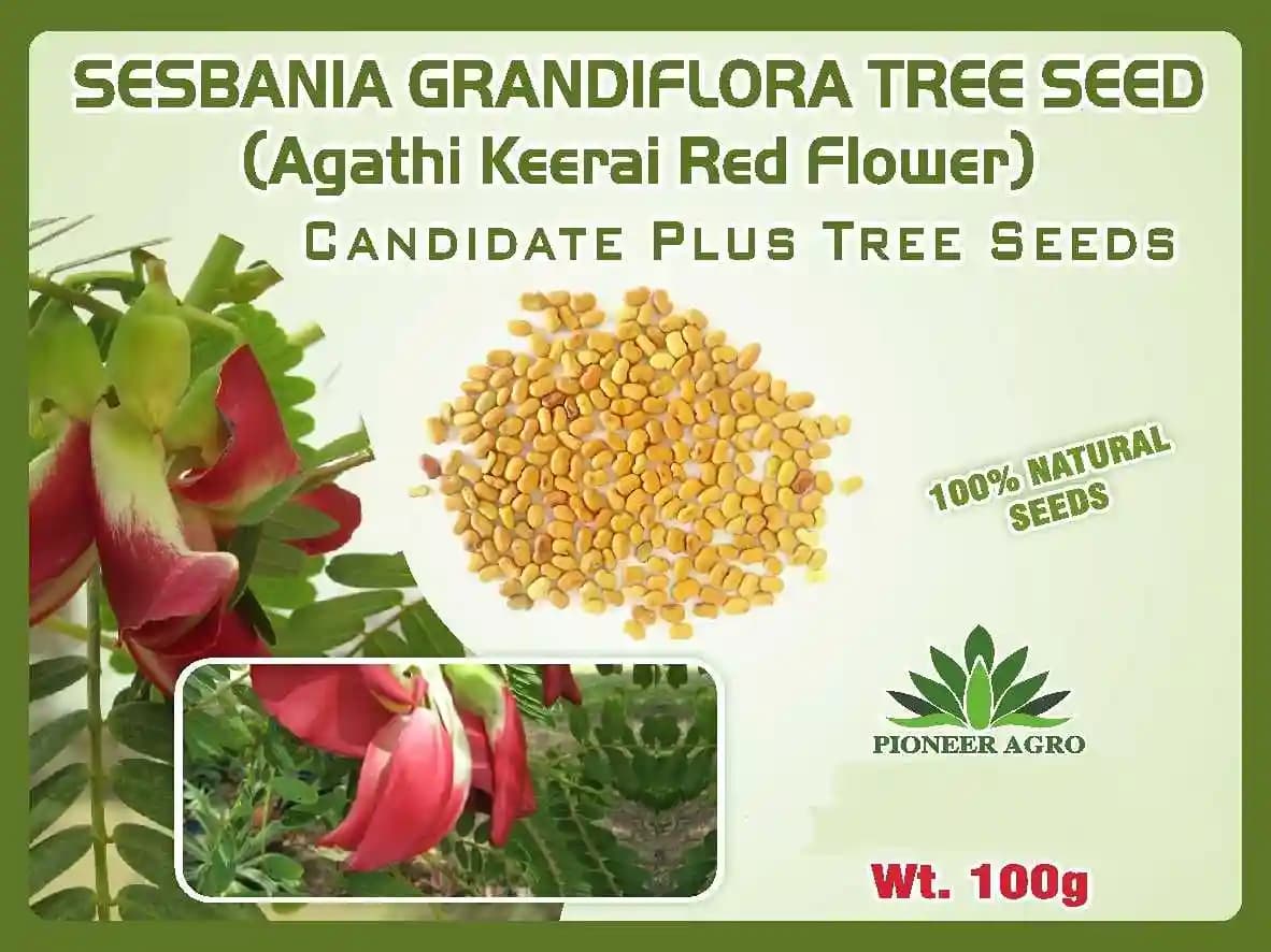 Pioneer Red Agathi Tree Seed, Agathi Keerai Red Flowers (Sesbania Grandifora) - Image 1