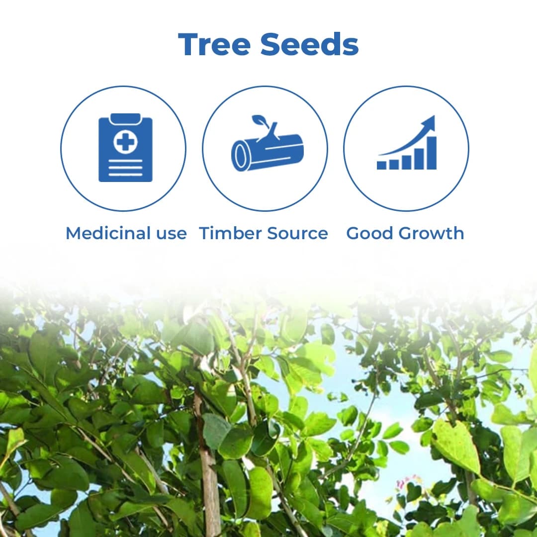 प्टेरोकार्पस मार्सुपियम (वेंगाई) वृक्ष बीज, बागवानी, परिदृश्य, व्यावसायिक फसलों आदि की सुंदरता बढ़ाएं - Image 3
