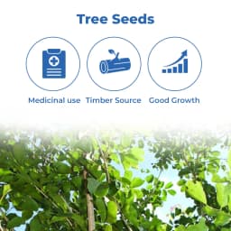 प्टेरोकार्पस मार्सुपियम (वेंगाई) वृक्ष बीज, बागवानी, परिदृश्य, व्यावसायिक फसलों आदि की सुंदरता बढ़ाएं 3