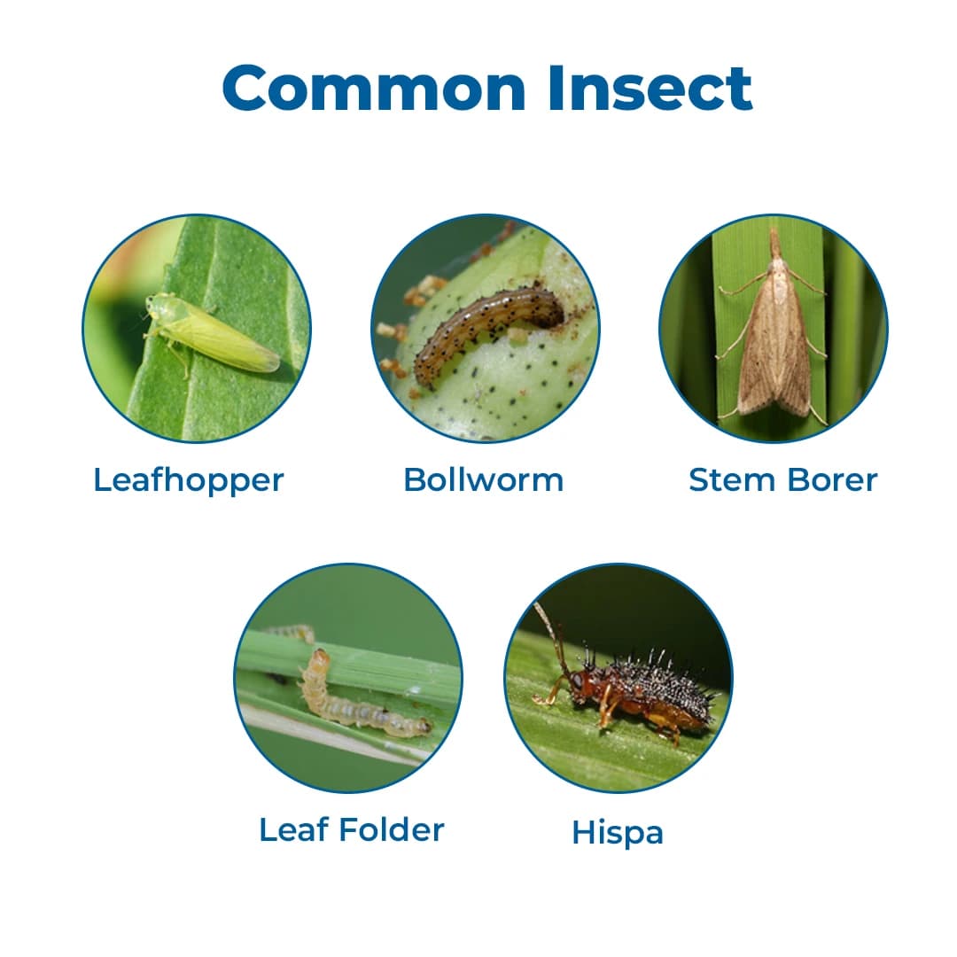 Krishi Rasayan Kritap 50 Cartap Hydrochloride 50% SP Insecticide, It Controls All Stages Of Insects. - Image 3