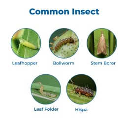 Krishi Rasayan Kritap 50 Cartap Hydrochloride 50% SP Insecticide, It Controls All Stages Of Insects. 3