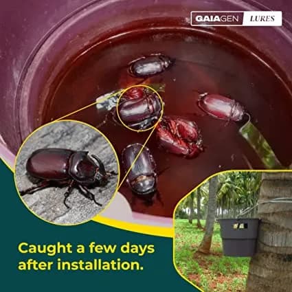 Gaiagen RB Lure , Pheromone Lure For Rhinoceros Beetle Outdoor Plants (Oryctes Rhinoceros) and Insect Bucket Trap, IMO Certified.