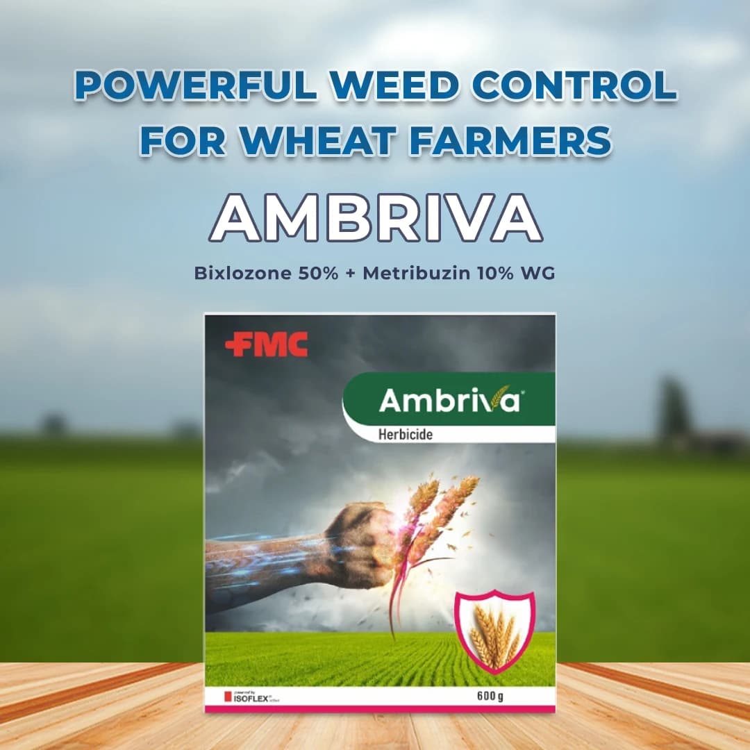 FMC Ambriva Bixlozone 50% + Metribuzin 10% WG Herbicide, Effective Against Broad Range Of Weeds - Image 2