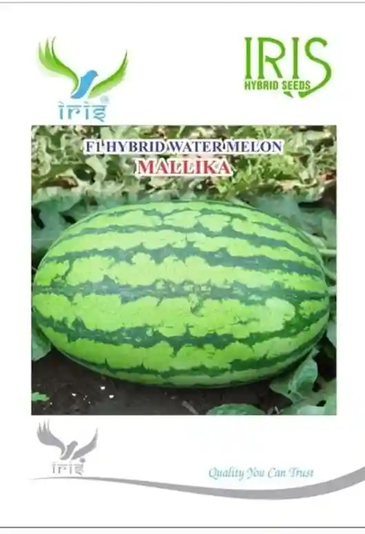 Iris Hybrid Fruit Seeds, F1 Hybrid Watermelon Seed Mallika, Greener Skin With Dark Stripes