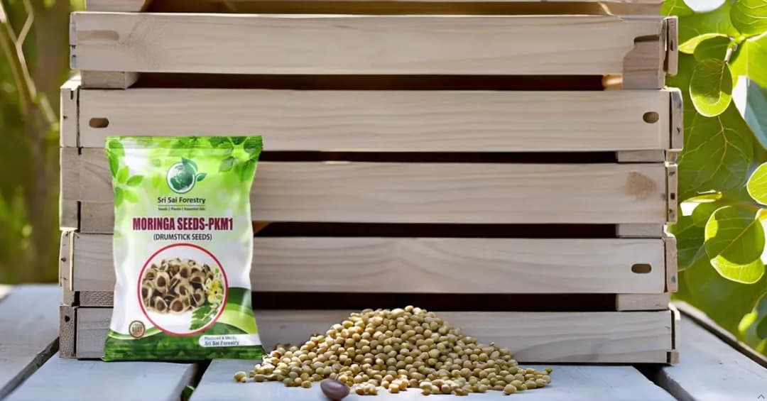 SRI SAI FORESTRY Natural Drumstick Seeds, Moringa Tree Seeds, Miracle Tree Seeds, Horseradish Tree Seed - Image 7