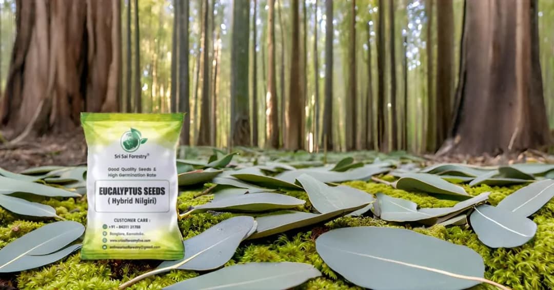SRI SAI FORESTRY - Eucalyptus Nilgiri , Best Paper wood Tree, Hard Timber & Fast Growing Firewood Tree seeds - Image 9