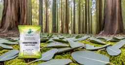 SRI SAI FORESTRY - Eucalyptus Nilgiri , Best Paper wood Tree, Hard Timber & Fast Growing Firewood Tree seeds 9