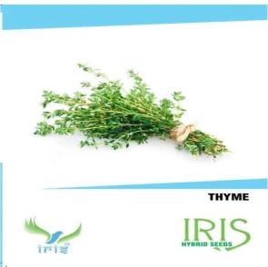 Iris Hybrid Herb Seeds Thyme, For All Seasons, Used For Balcony or Terrace Gardening