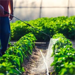 BloomBuddy Organic Neem Oil Based Eco-Friendly Pest Controller For Plants and Garden 6