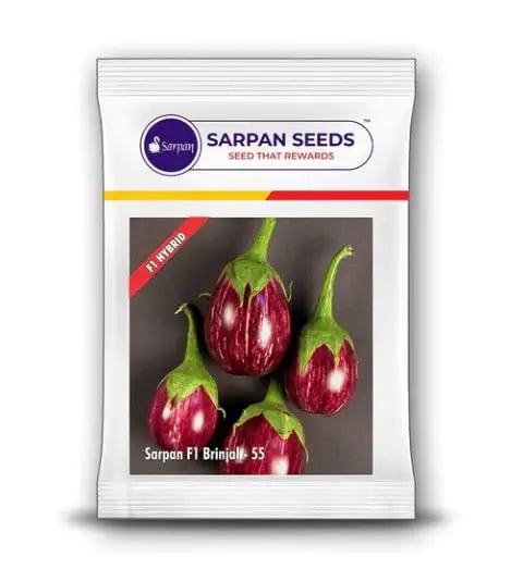 Sarpan F1 Brinjal 55 Brinjal Seeds - (Eggplant Seeds) Purple Striped And Non Spiny, Manjari Type