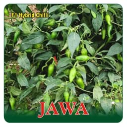 Sagar Jawa F1 Hybrid Chilli Seeds, High Yield, High Pungency, Smooth Surface, Pest Resistant 2