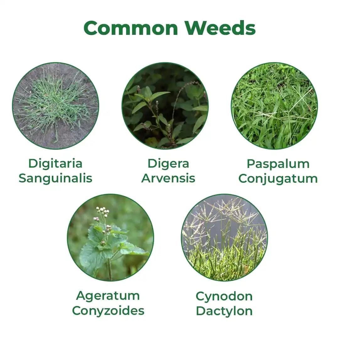 Hpm Dhruv Glyphosate Ammonium Salt 71% Sg , Use To Control Annual Grass As Well As Broad Leave Weeds. - Image 3